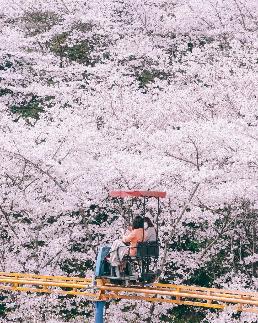 @pic_ked_