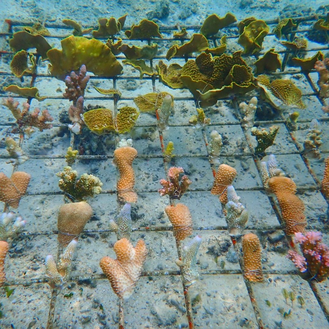 사진 출처/ Coral Guardian