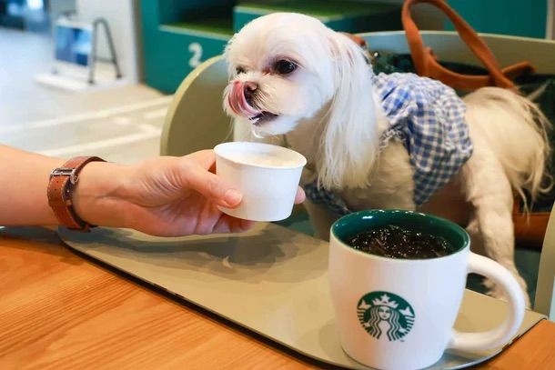 사진/ 스타벅스코리아 제공