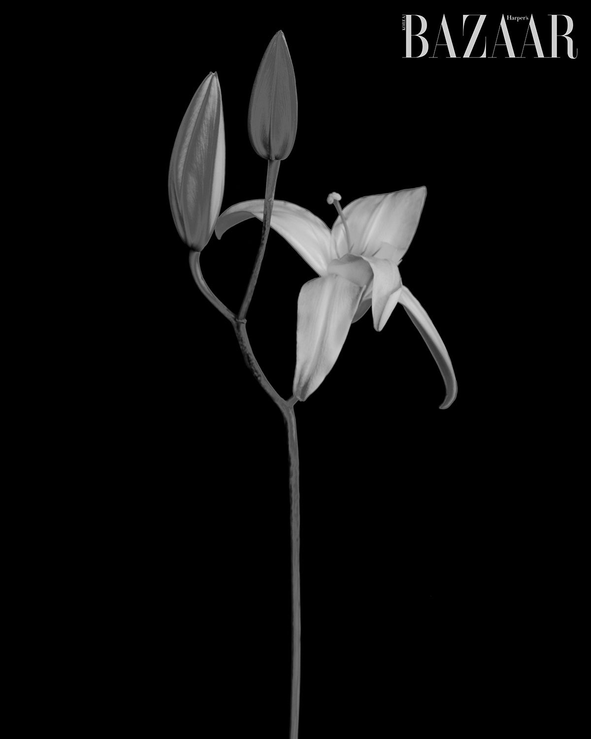 이미지 캡션 영역