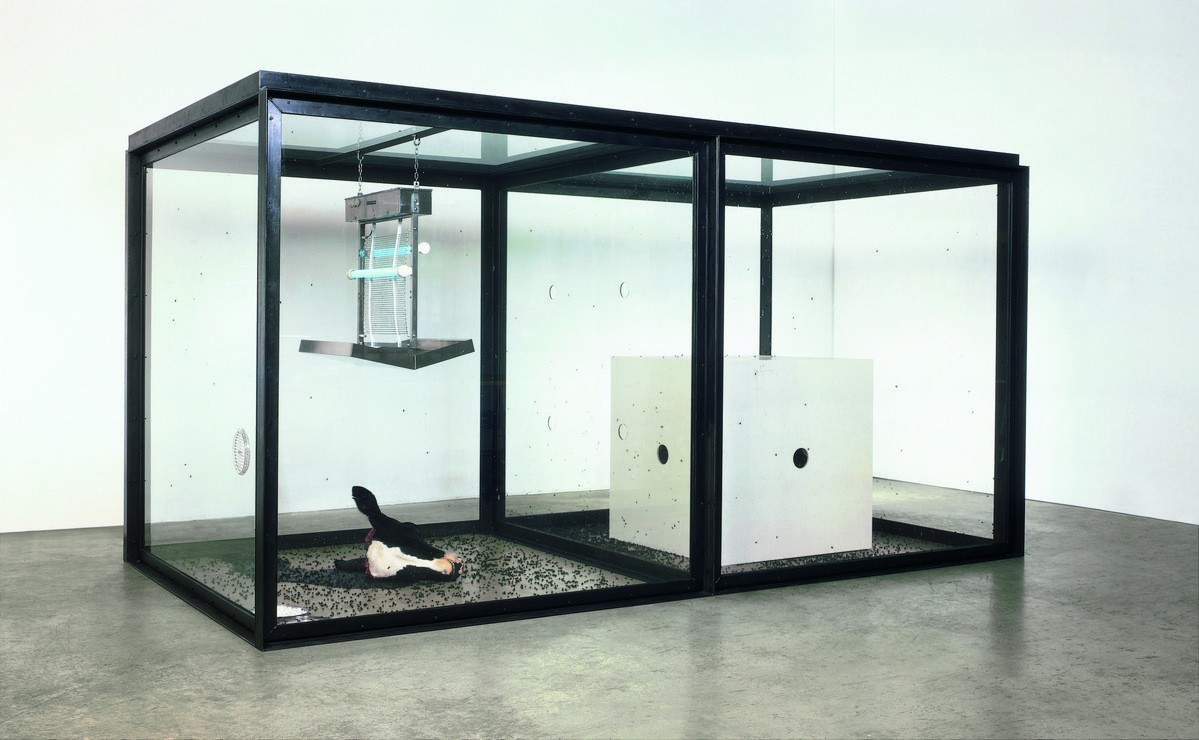 <천 년>, 1990, 유리, 철, 실리콘 고무, 채색된 MDF, 전기 해충 퇴치기, 소 머리, 피, 파리, 구더기, 금속 접시, 솜, 설탕, 물, 207.5 x 400 x 215 cm. 개인 소장. © Damien Hirst and Science Ltd. All rights reserved, DACS/Artimage 2026. Photographed by Roger Wooldridge