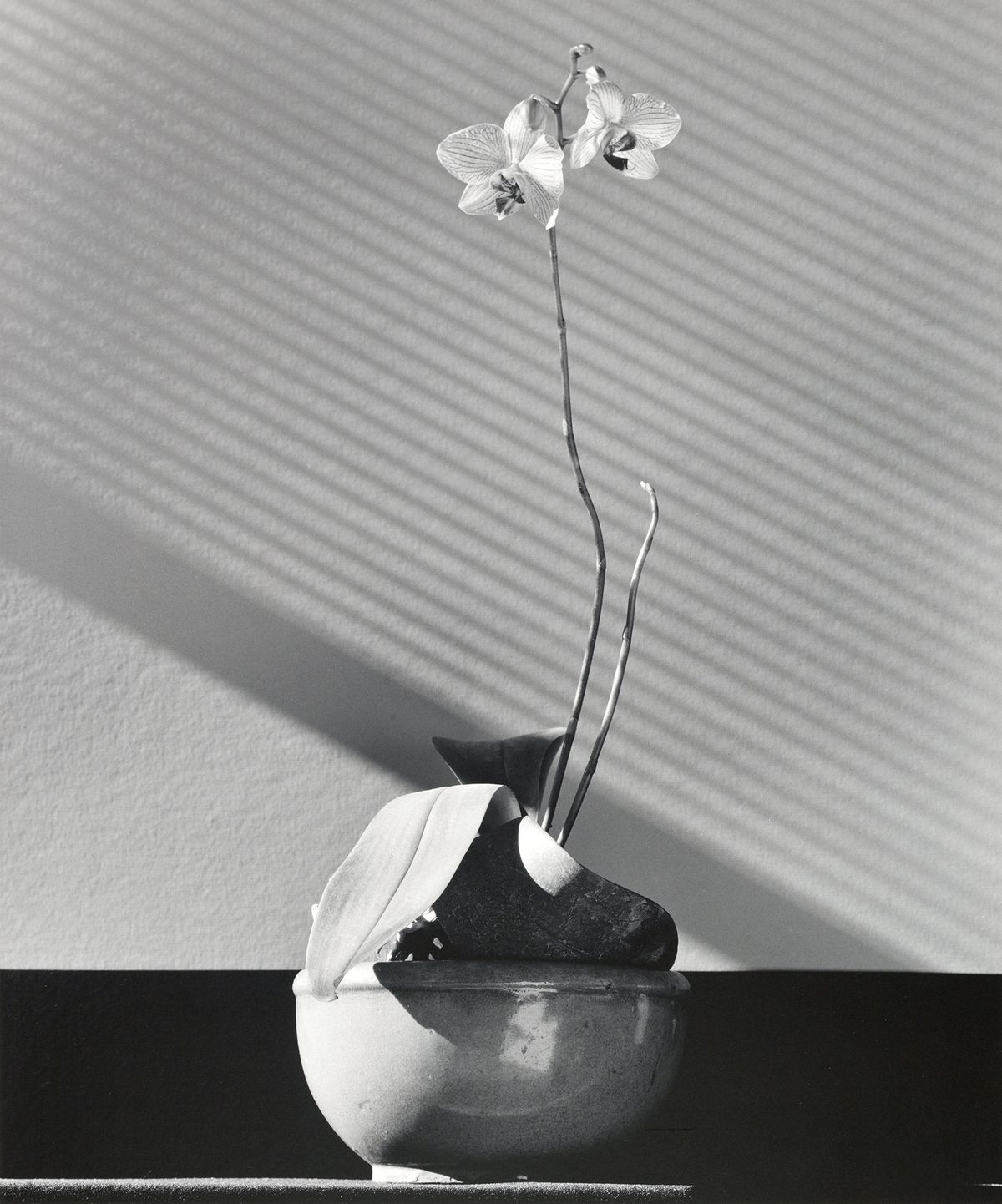 로버트 메이플소프(1946–1989) 〈Orchid〉 1987 Silver gelatin 61 x 50.8 cm (24 x 20 in.) © Robert Mapplethorpe Foundation. Used by permission. 이미지 제공: 국제갤러리