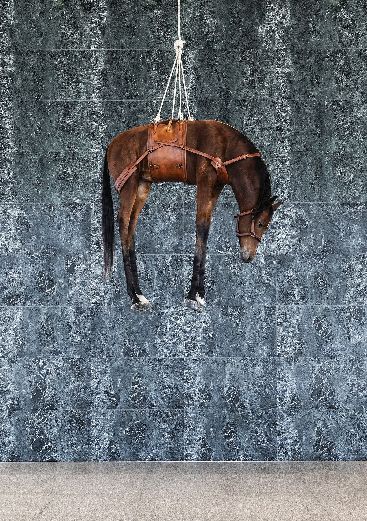 <Novecento>, 1997, Taxidermied horse, leather saddle, rope. 