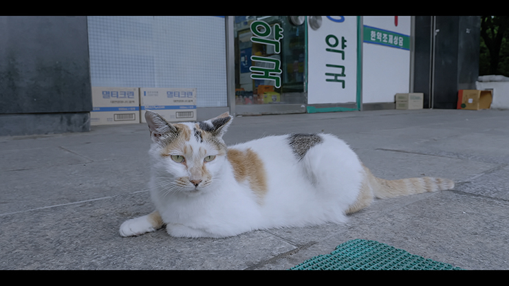 <고양이들의 아파트> 스틸 컷 중에서.