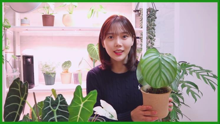 사진 칼라데아 오르비 폴리아, 효정 유튜브 쩡이언니 영상 캡처