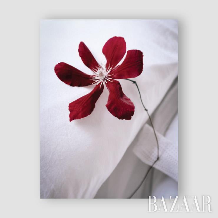 <少年剪紅 a boy cuts a flower #11>, 2019.분리됨 가라앉음 고요함 마침내 숨막힘을 만끽하려는 폭력이 극에 달하는 시간. 꽃은 저대로 한때를 보내고, 소년은 잠이 들었지만.