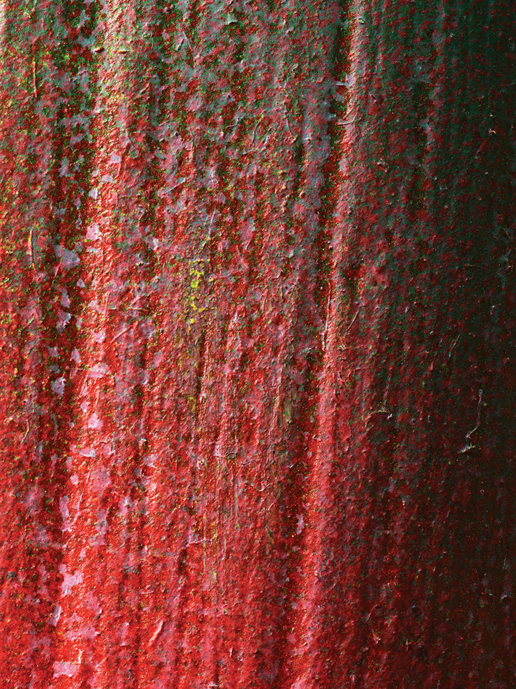Kyoungtae Kim, <Bumping Surfaces-Strelitzia C>, 2021, Archival pigment print, 200x150cm.