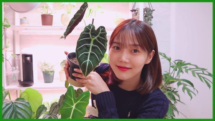 사진 알로카시아 왓소니아도프, 효정 유튜브 쩡이언니 영상 캡처