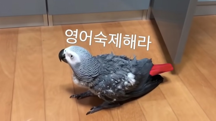 사진 앵무새 사남매-루몽다로 유튜브 영상 캡처