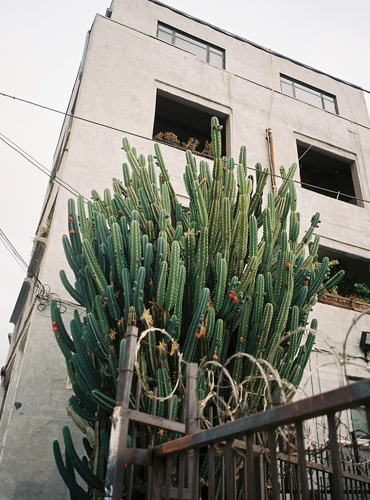  Jdz Chung, <Cactus, building>, 2018.