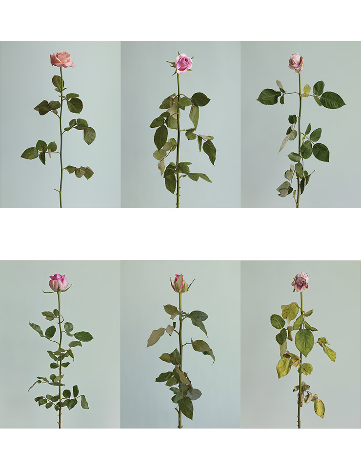 <Untitled #01~#06 from the series Rose is a rose is a rose>, 2016, Archival pigment print, 78x108cm.