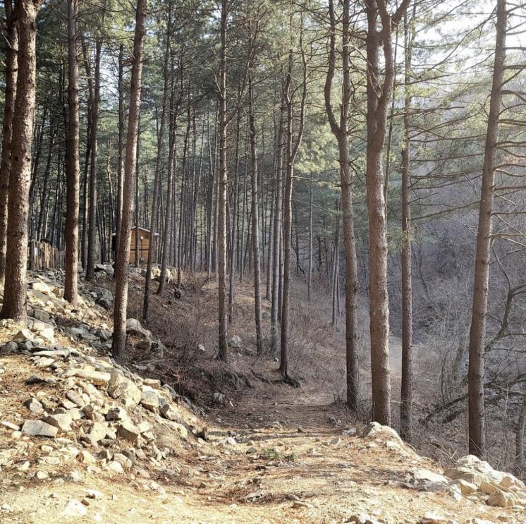 캠핑장까지 임도길 등산로를 약 15분 걸어 올라가야 한다