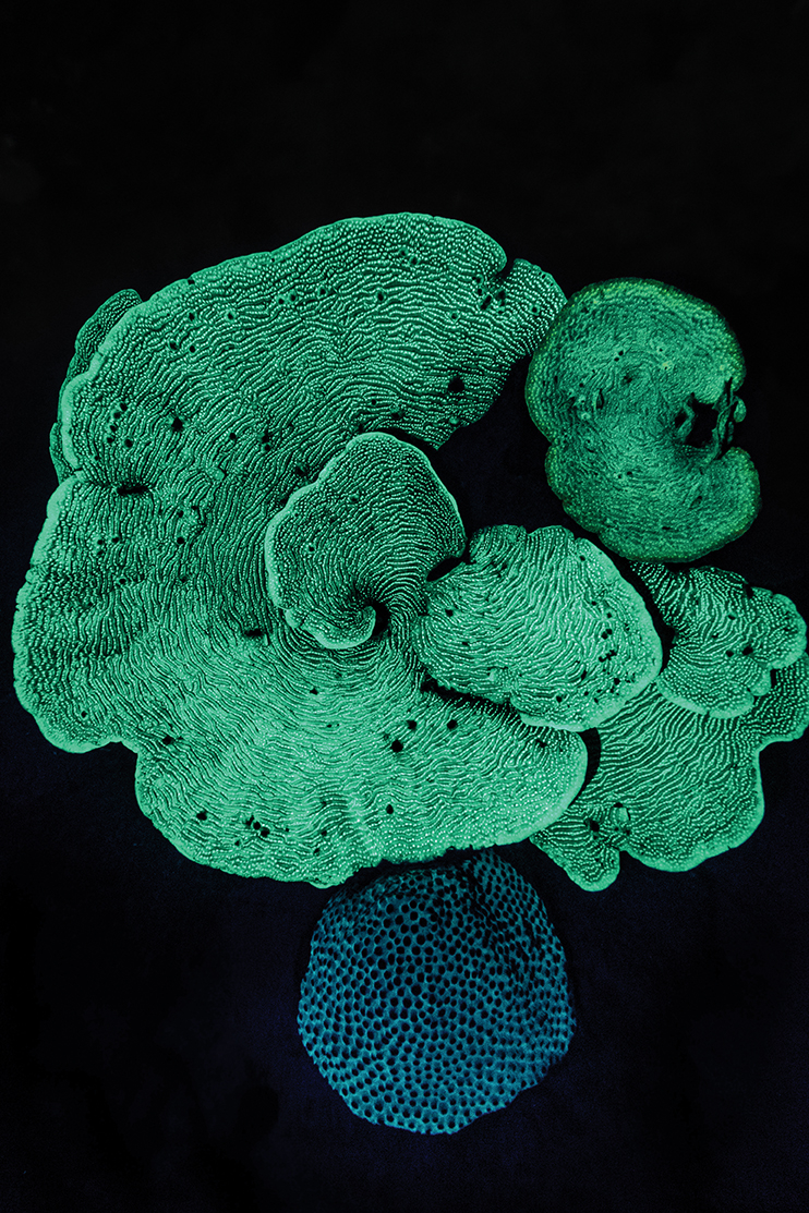 Recovering Nature Category Winner Nicolas Marin Benitez, <Corals at Night>, 2023.