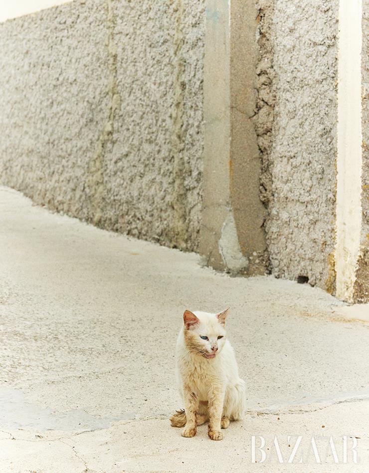 주민보다 고양이가 더 많이 산다는 고양이 섬, 쑥섬.