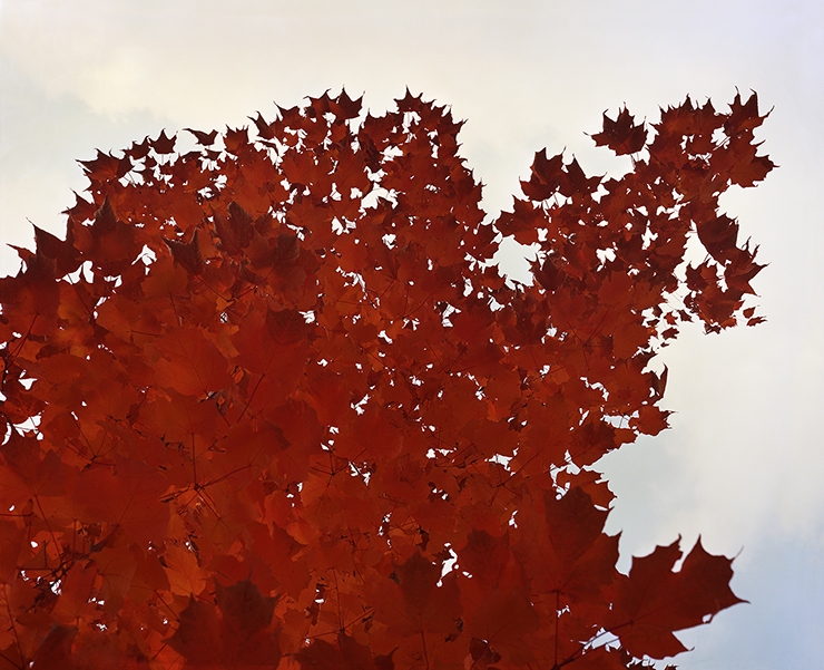James Harris, <Gangwon-Do Red Leaf>, 2016.