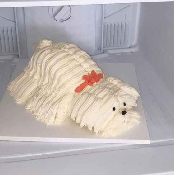 사진 출처: 해피퍼피 하우스 인스타그램(@happypuppyhouse_)