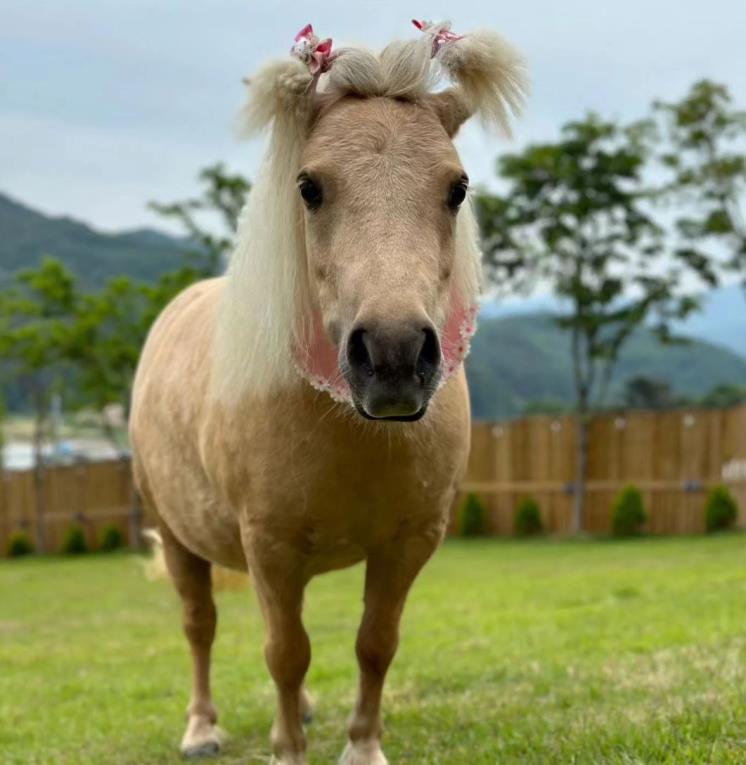 사위드제이펜션 SNS