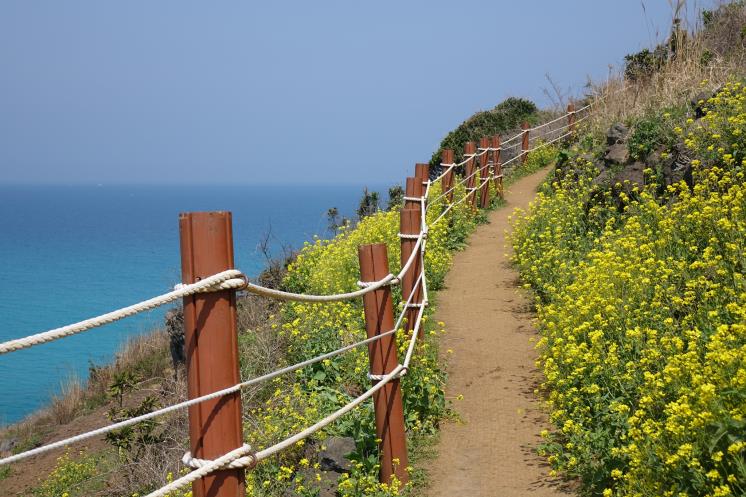 유채꽃 가득한 서우봉 산책길 (c)제주관광공사, Visitjeju.net