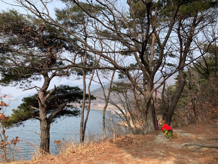 충주 카누 캠핑장에서 쿠루. 