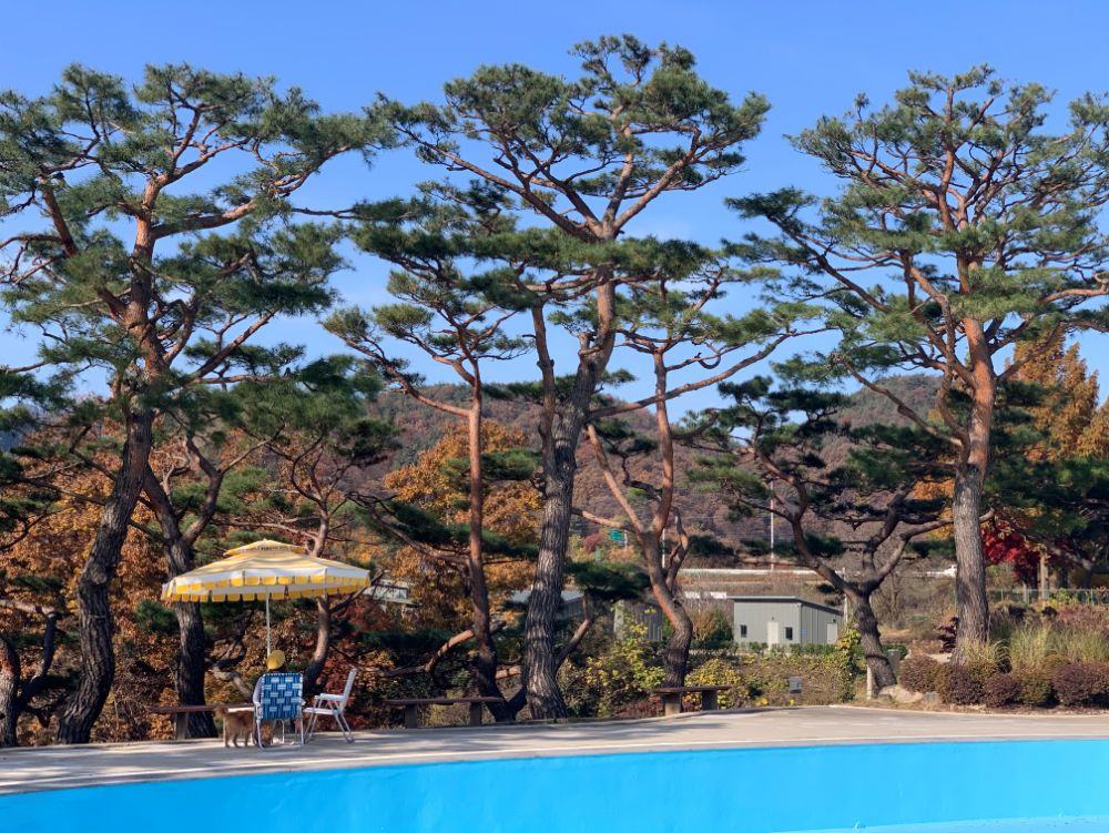 소나무 군락이 멋진 수영장