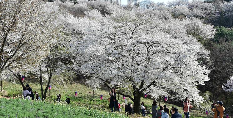 안산의 연희 숲속 쉼터는 인기 봄소풍 장소다