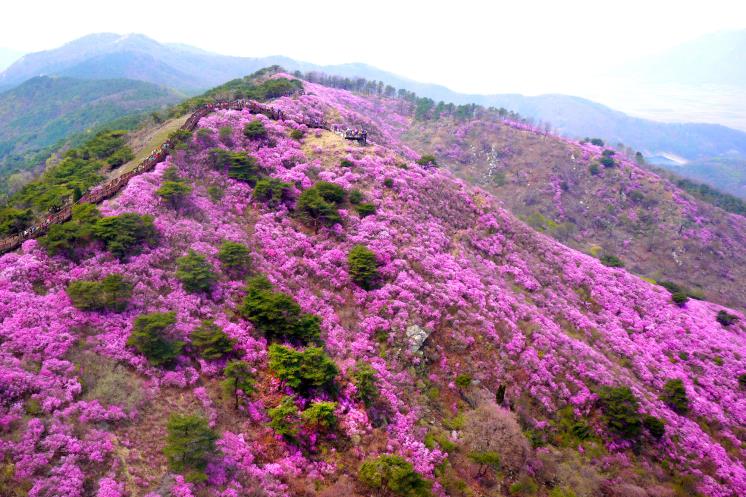 삼척맹방 유채꽃 축제