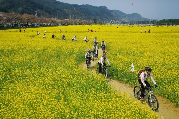 맹방유채꽃축제_속초시