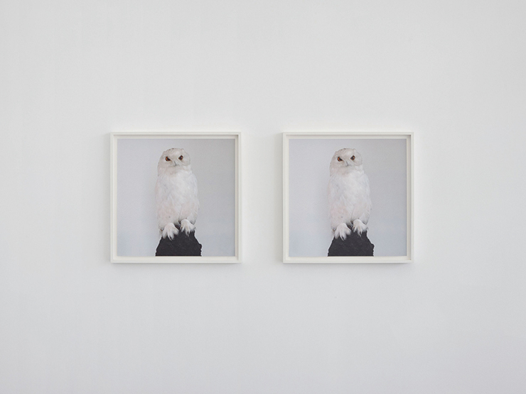  Roni Horn, <Dead Owl (Two Iris)>, 1997, Prints, 29x29 cm. ⓒ Roni Horn. Courtesy of the artist and Hauser & Wirth. Photo: Roni Horn Studio. Photo: Francois Deladerriere