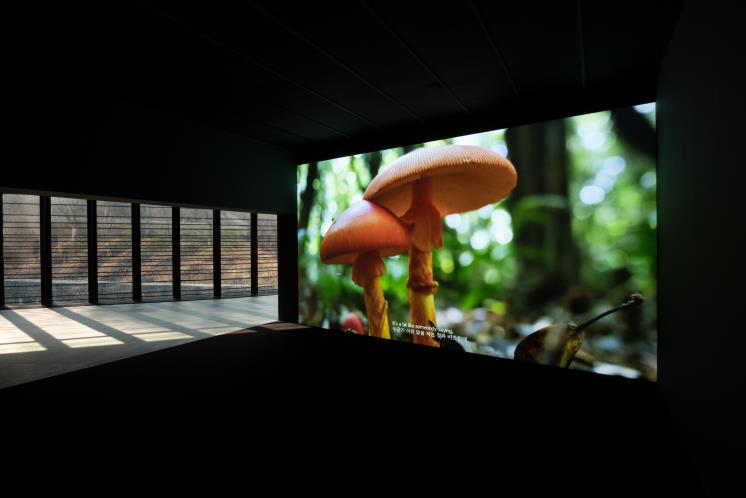 박선민, <버섯의 건축>, 2019, 4K 단채널 비디오, 15분 18초