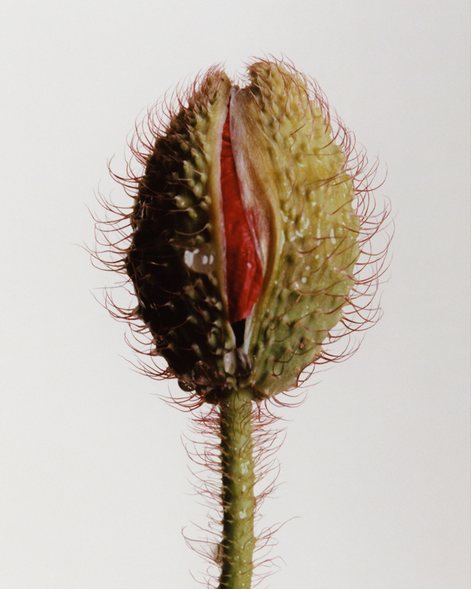 FLOWER STUDY #1, 2019