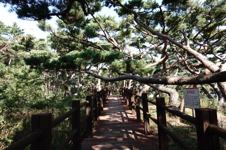 솔숲 속에 조성된 서포리 웰빙 산책로
