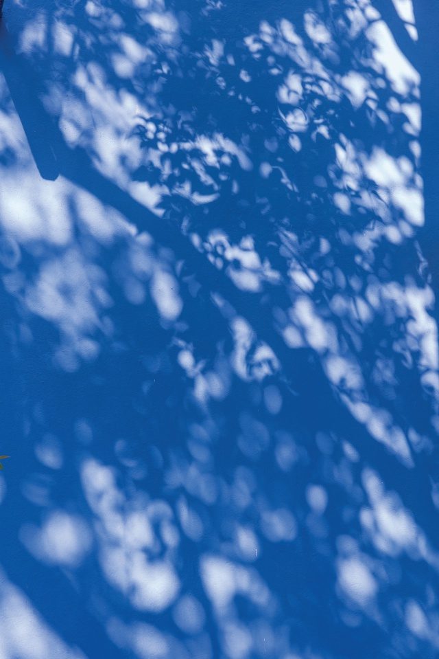 정원에서 찍은 나무 그림자.