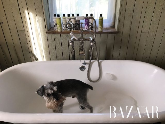 나의 반려견 바니.