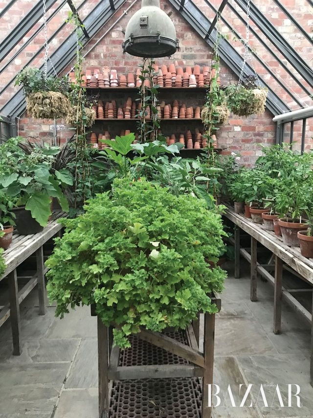 실내 온실에서 키우고 있는 식물들.