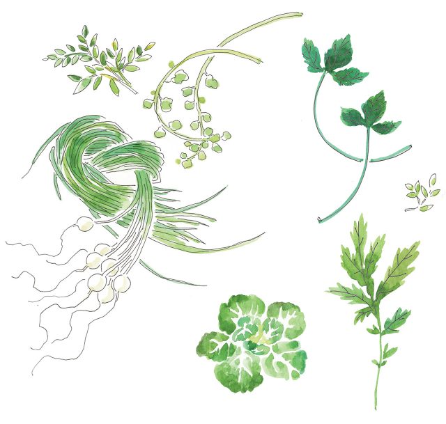 나물 먹는 봄 - 하퍼스 바자