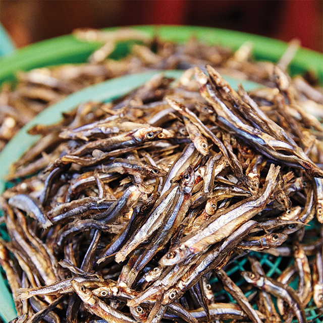 반짝거리는 꽃멸치 ‘멜’