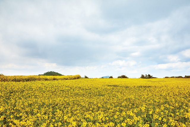 제주의 봄 - 하퍼스 바자
