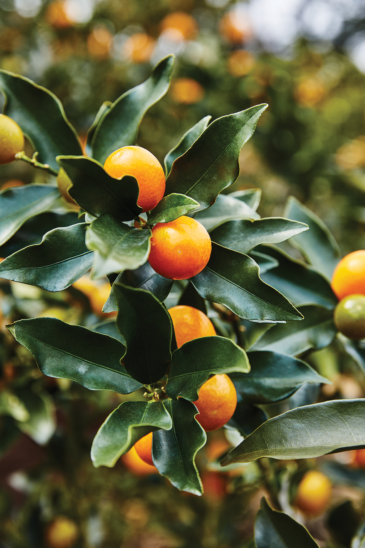 색이 점점 짙어지고 있는 앙증맞은 금귤