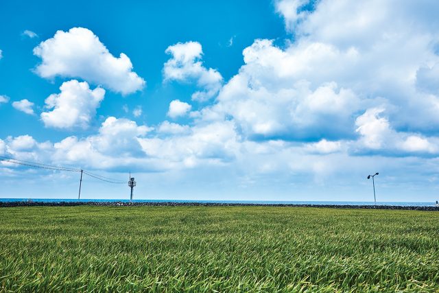 올해의 색 ‘그리너리’의 실사판 청보리 밭