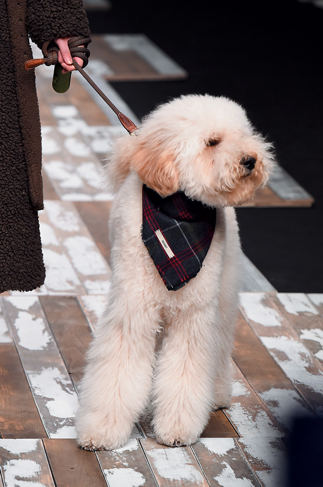 노앙 쇼에 등장한 디자이너의 반려견 ‘노루’