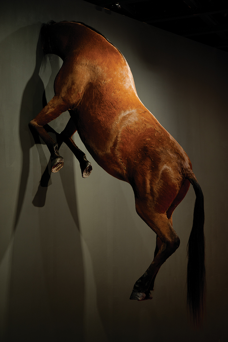 <무제>, 2007, 박제 말, 300x80x170cm.