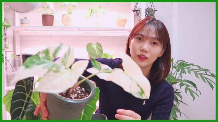 사진 무늬 싱고니움, 효정 유튜브 쩡이언니 영상 캡처
