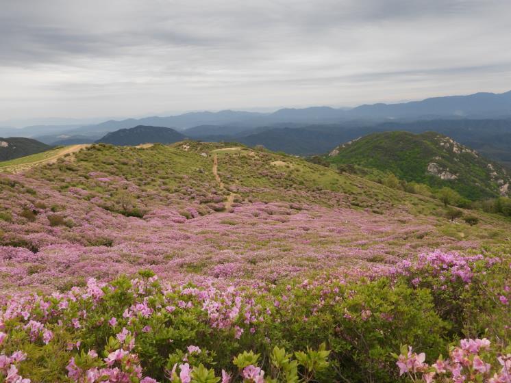 황매산의 산철쭉 제2군락지 / 사진 황매산군립공원 제공