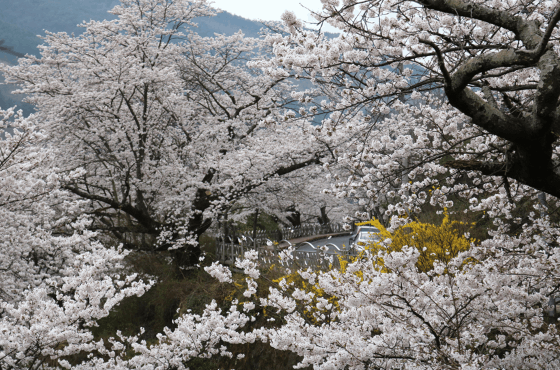 사진 출처: 알프스 하동 홈페이지(https://flower.hadong.go.kr)