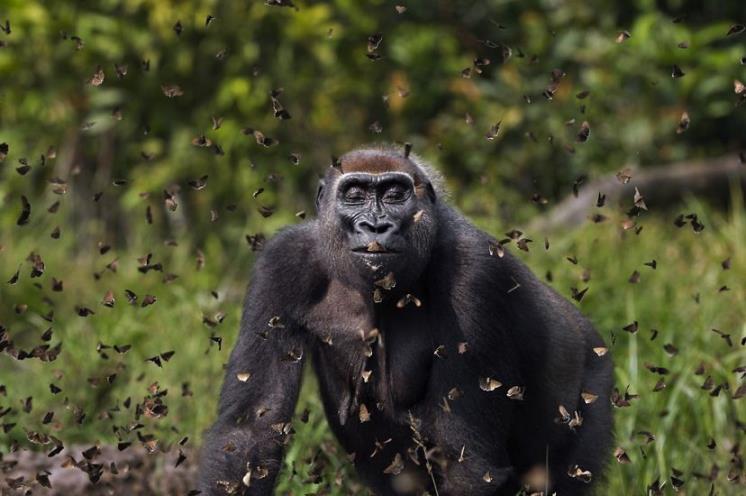 대상 수상작 (Anup Shah/TNC Photo Contest 2021) / 뉴스펭귄