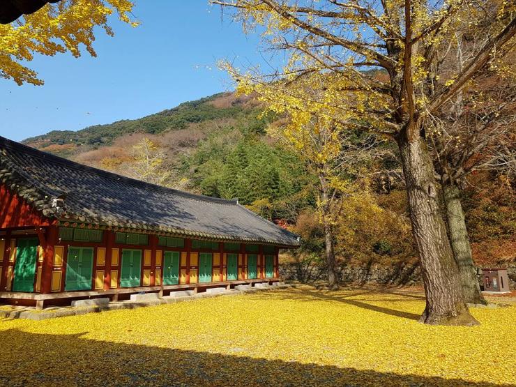두륜산 대흥사의 가을 (c)대흥사