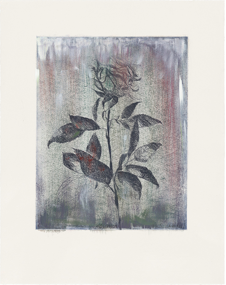 <Rose 19/11/21>, 2021, Oil on etching, 47.5x37.5cm.