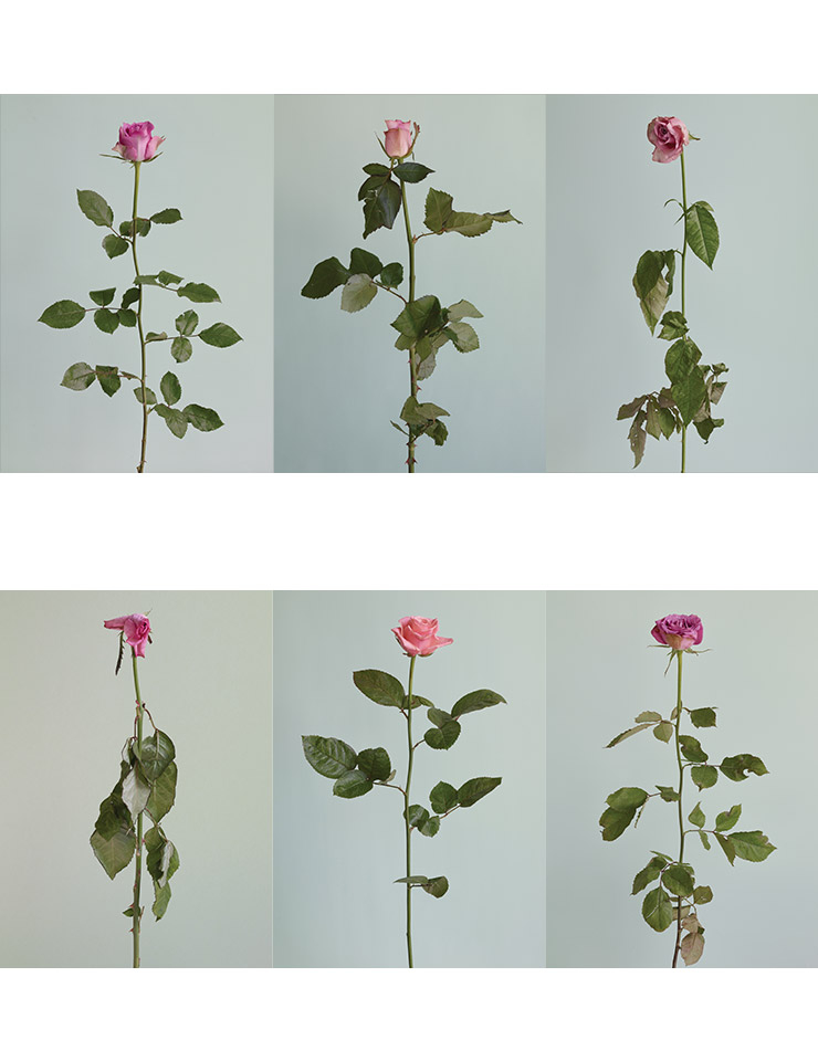 <Untitled #07~#12 from the series Rose is a rose is a rose>, 2016, Archival pigment print, 78x108cm.