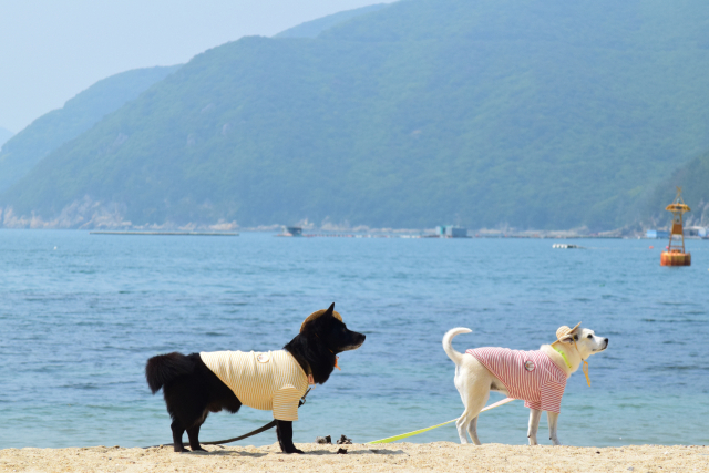 사진 / 거제시