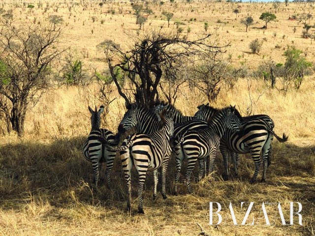 타랑기레 국립공원에서 처음 만난 얼룩말 무리.
